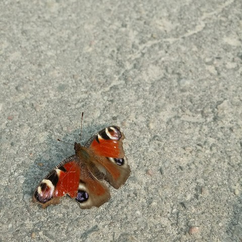 butterfly