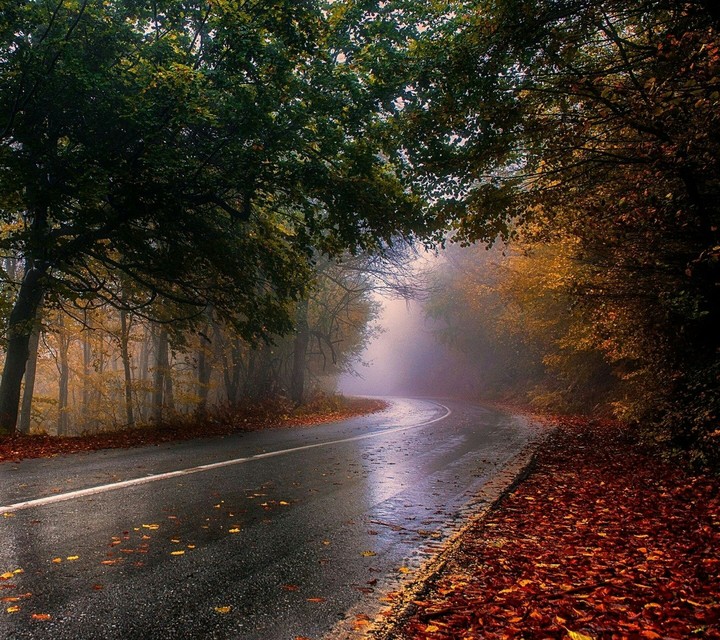 forest