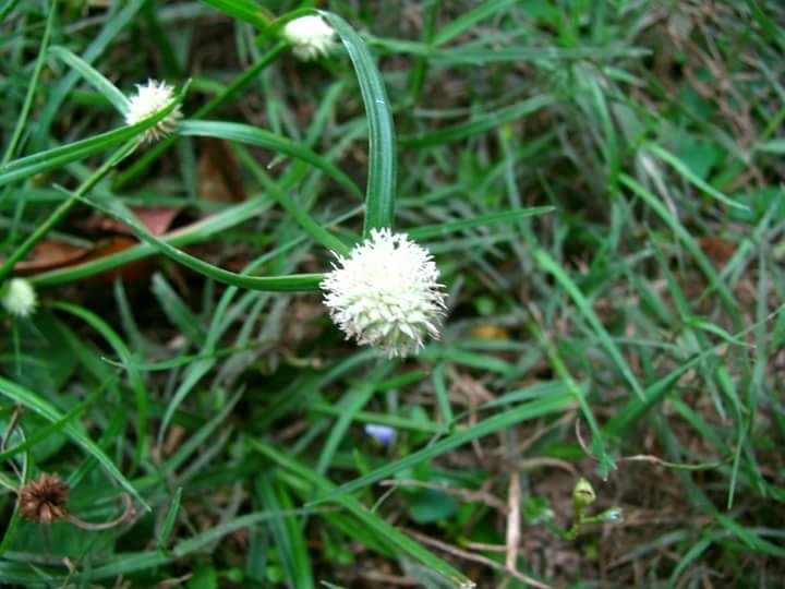 grass
