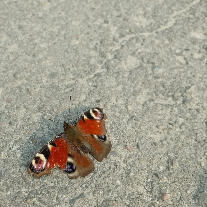 butterfly