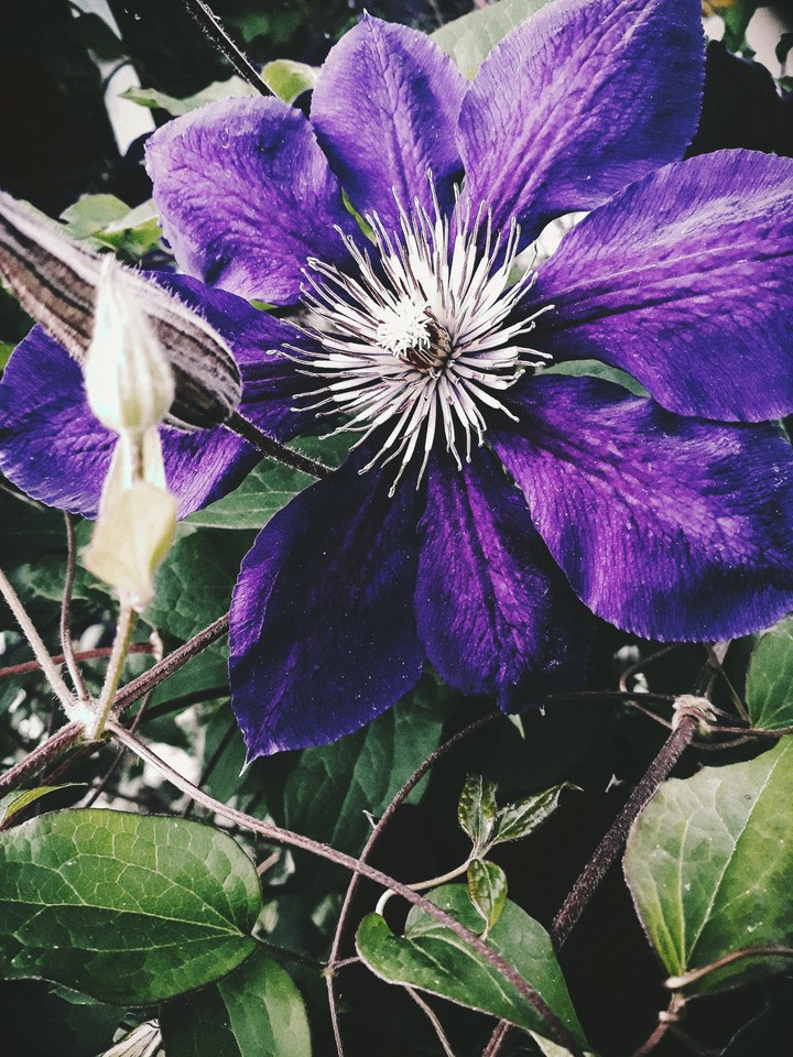 flower