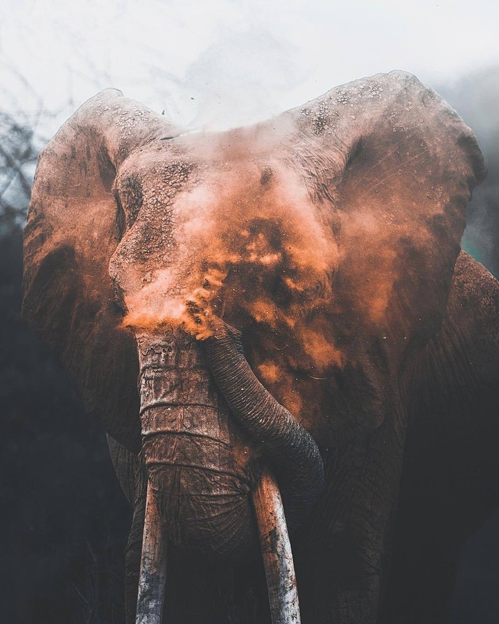 ELEPHANT