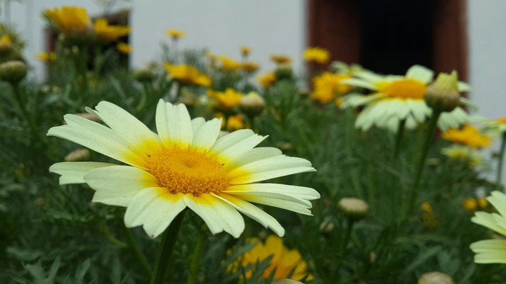 DaisY FamILy