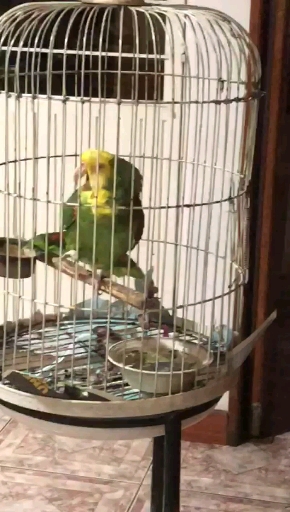perico