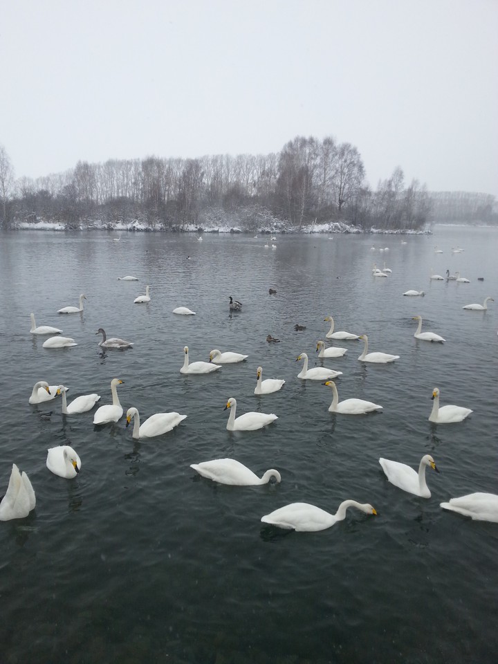 swan