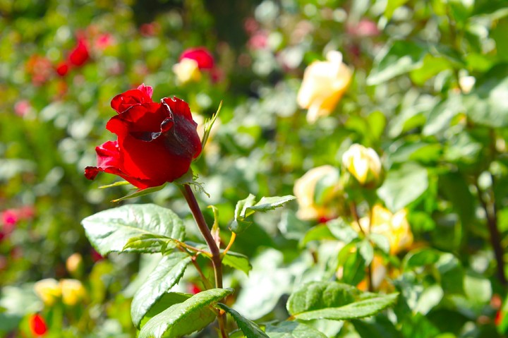 Rose
