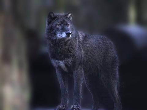 Wolf