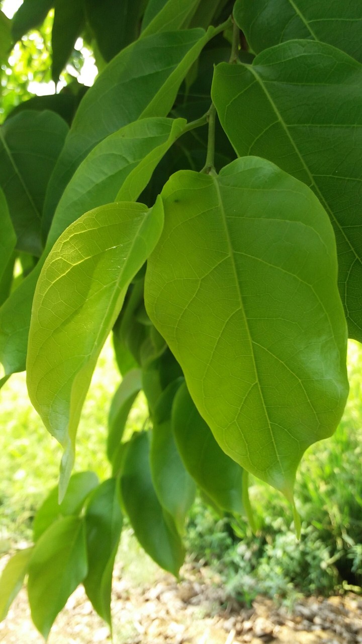 tree wallpaper