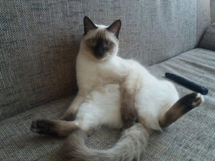 My cat