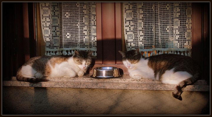 #chats