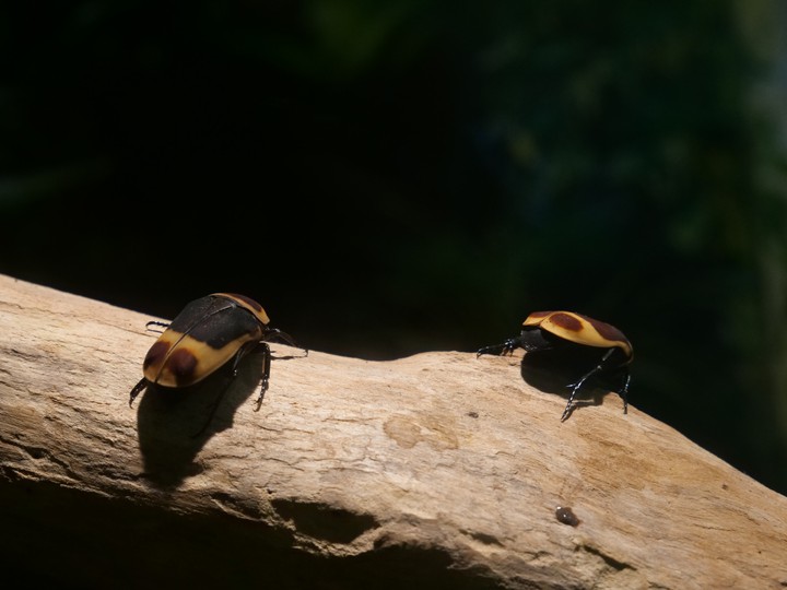 Käfer/Beetle