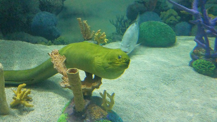 Eel at the Aquarium