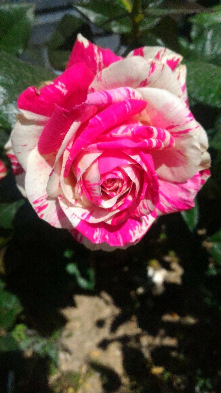 rose