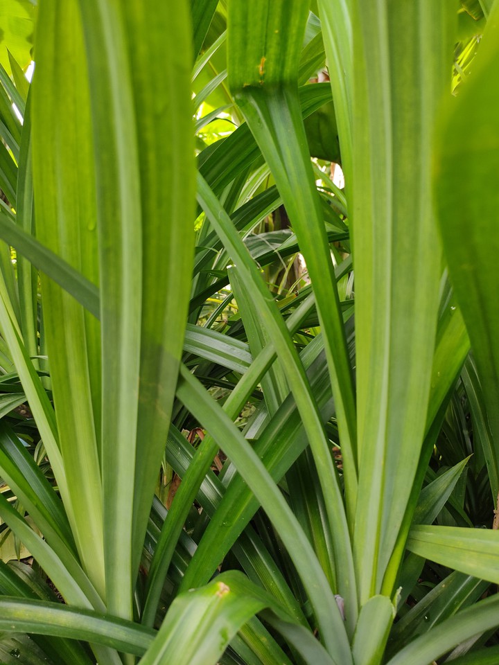 green ?