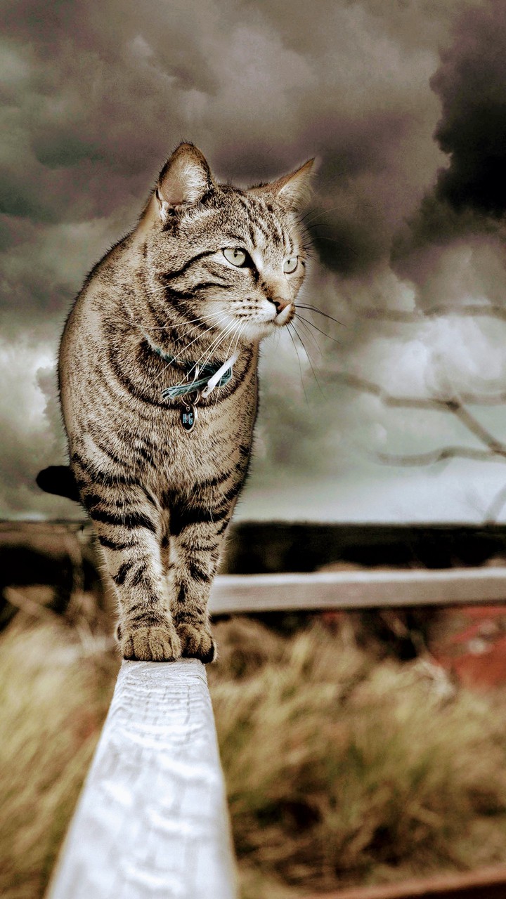 wunderschöne Katze