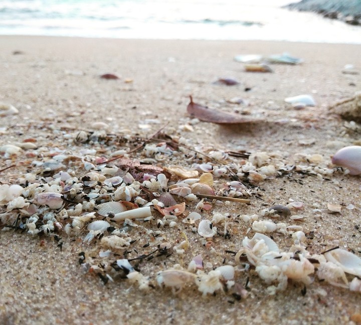 seashore