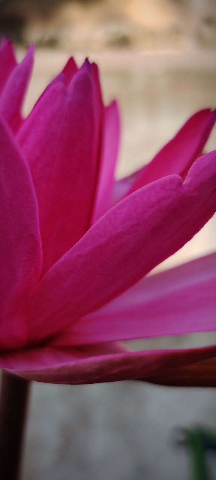 lotus petals