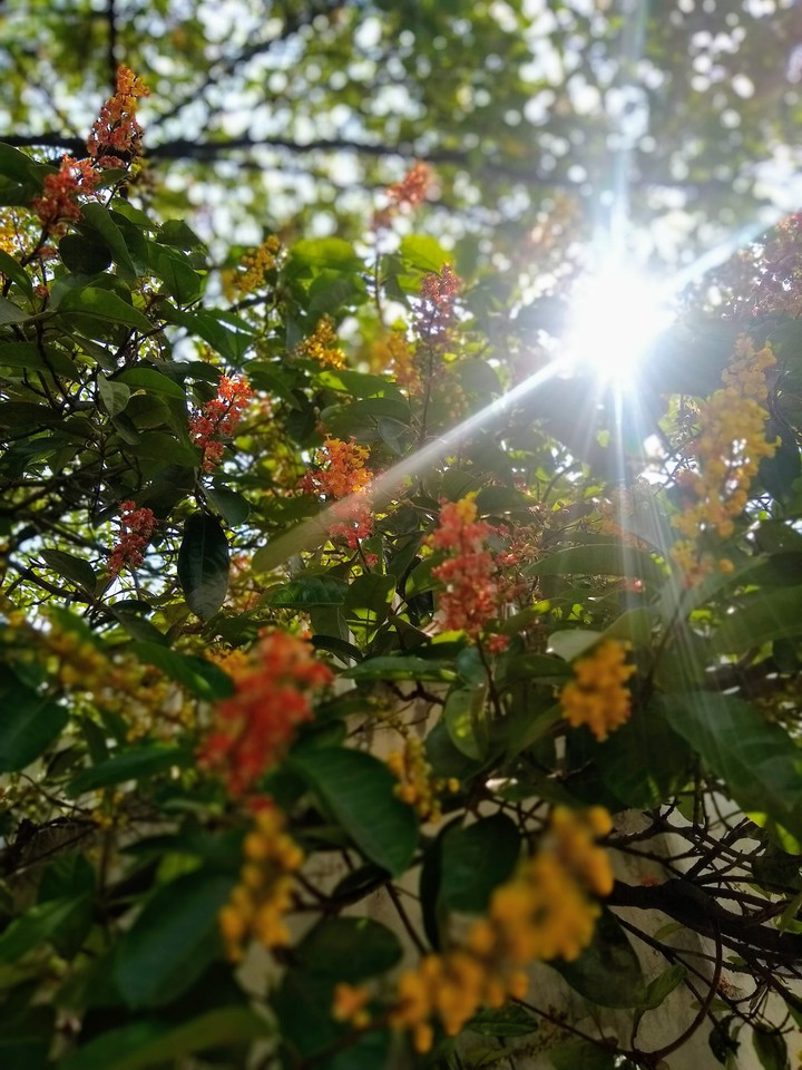 flores al sol