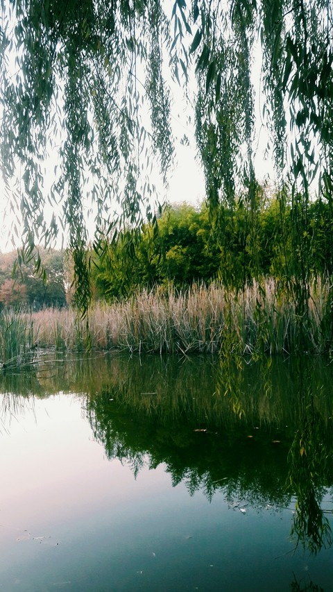 hình nền naturel, waterway