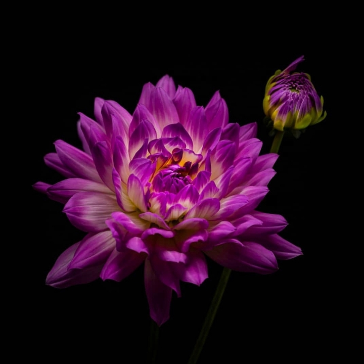 Dhalia