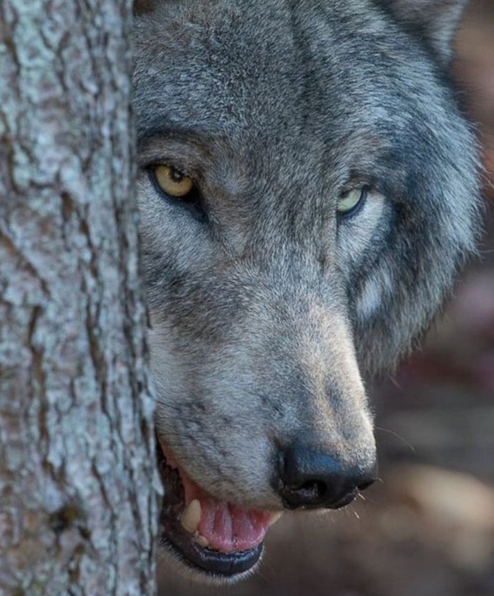 wolf