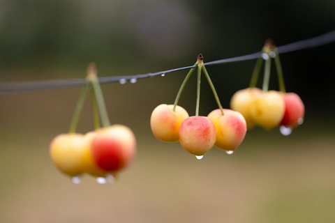 mountain-ash, Cherry wallpapers