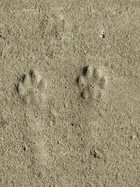 лапки
