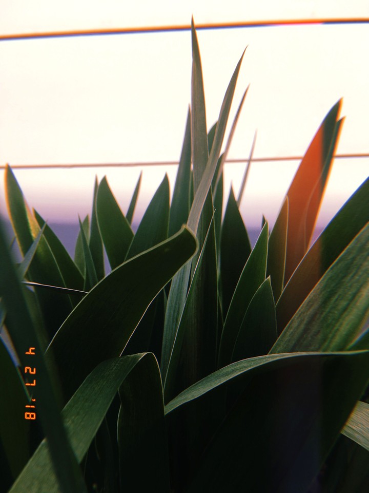 Plant