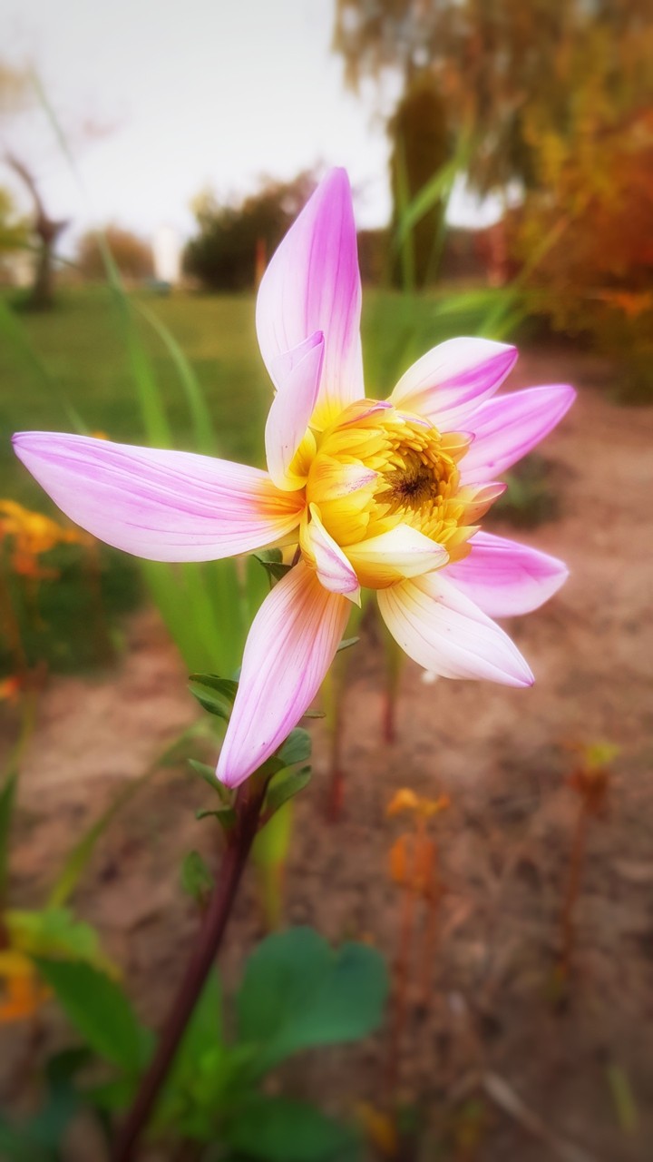 Autumn flower