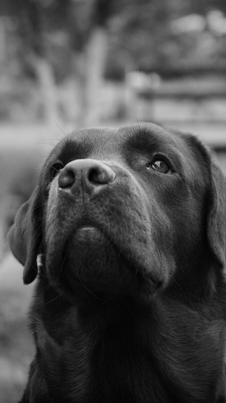 Labrador