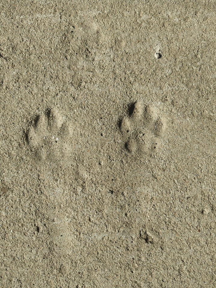 лапки