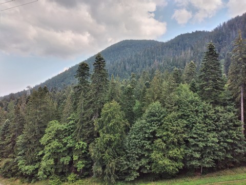 cloud, larch háttérképek