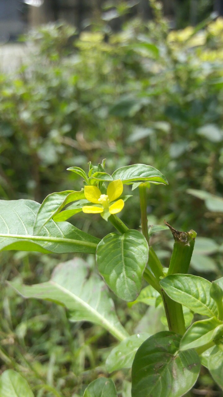 bonolota