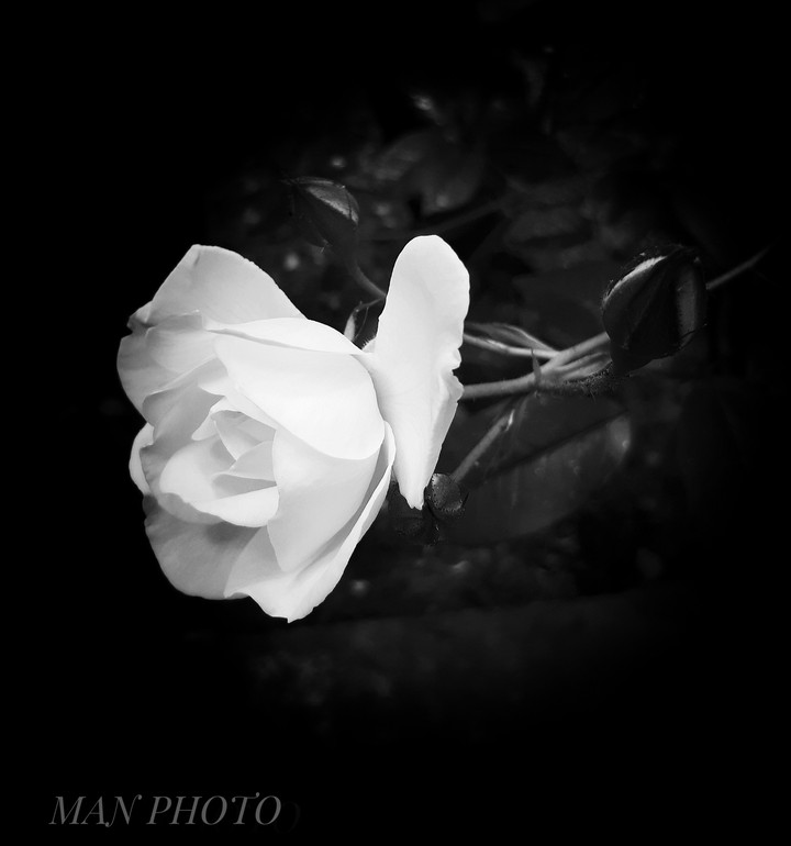 black rose