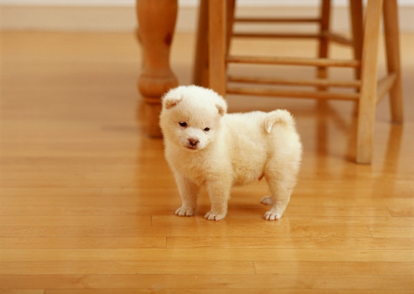 puppy