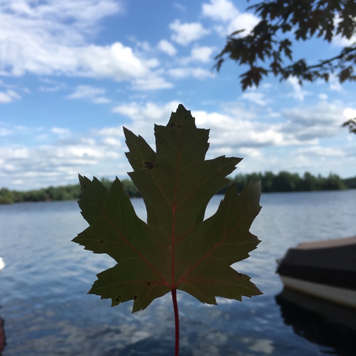 Maple leaf