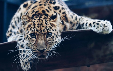 wildlife, jaguar壁纸