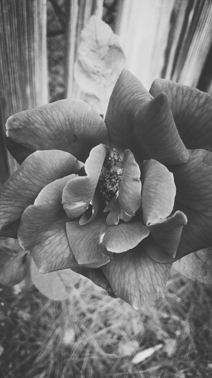 Beautiful Rose