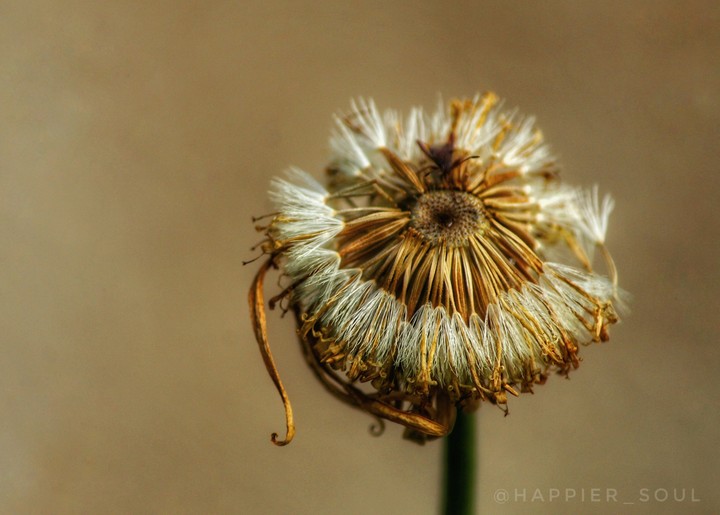 Dandelion
