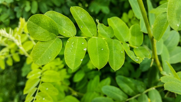 macro