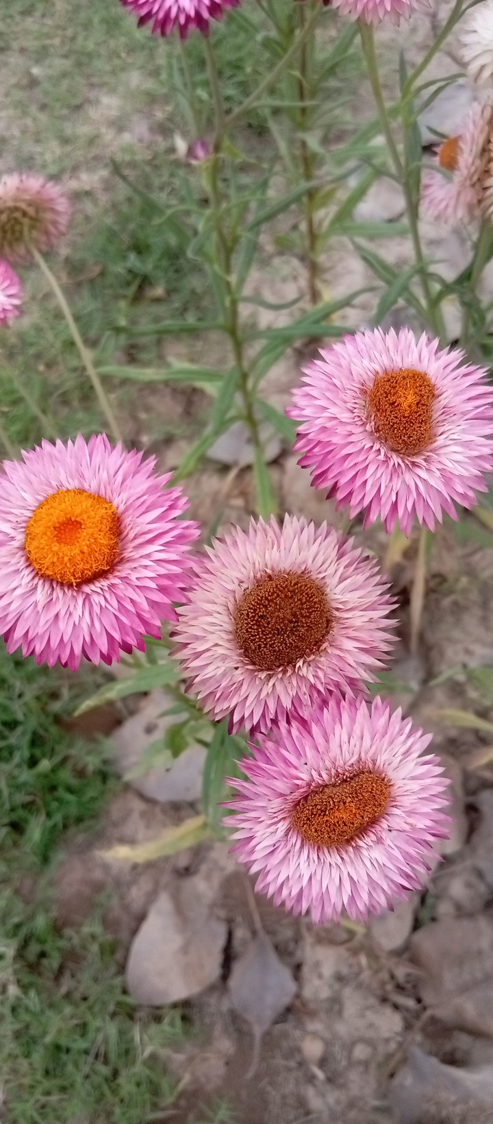 Flower, Plants, Petal