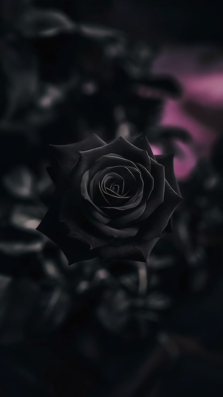 THE ALLURE OF THE BLACK ROSE