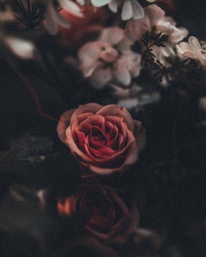 Rose