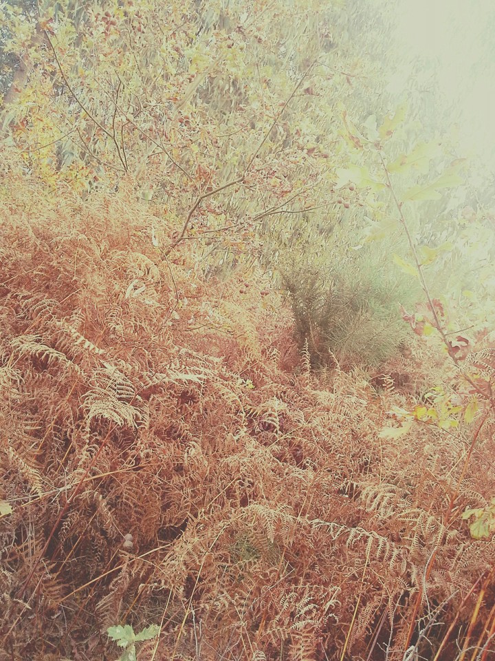 Floresta de outono
