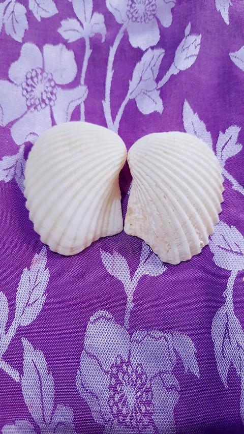 wings, seashell壁紙