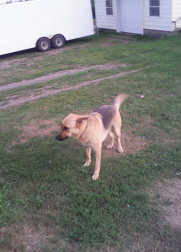 Dog