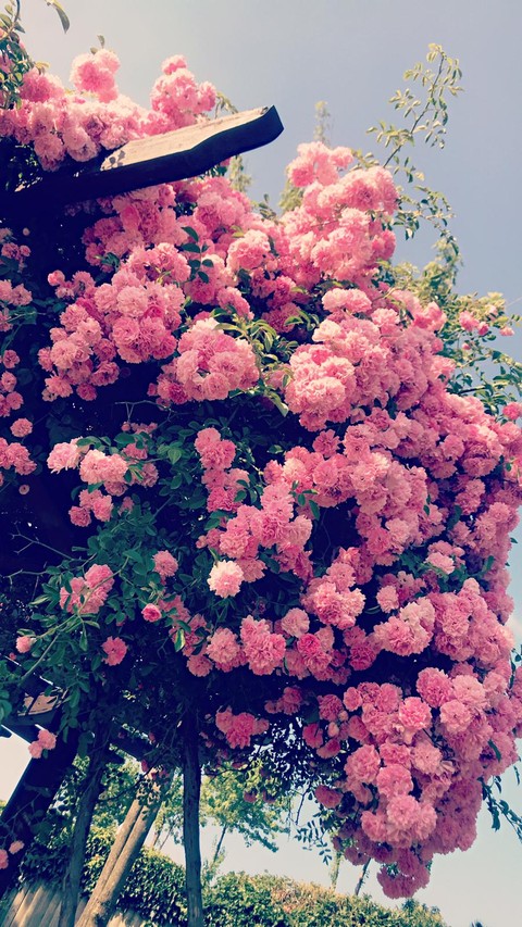 Pink flower