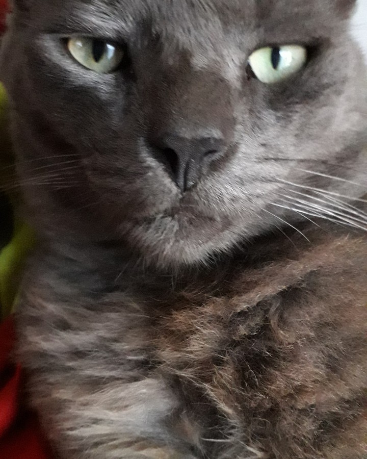 mto cat