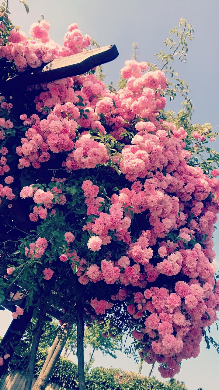 Pink flower