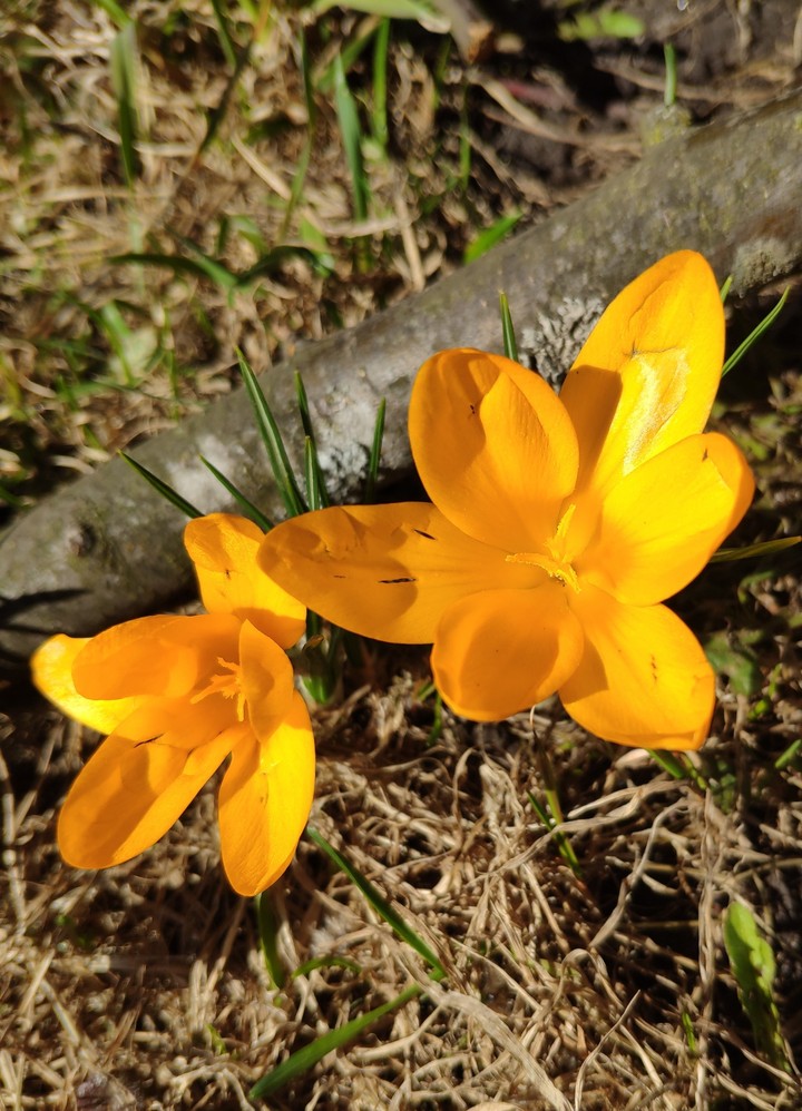 Crocus